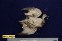 藏品(水雉)的圖片